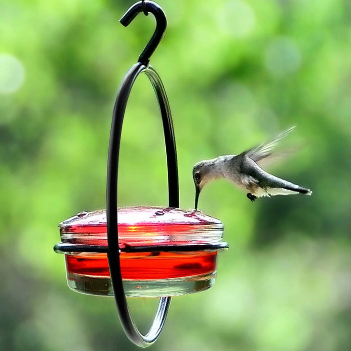 The Ultimate Guide to Our Metal Hanging Round Hummingbird Feeder