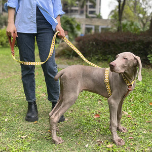Discover the Perfect Fit for Your Pet with the I-shaped Pet Chest Harness Traction Rope