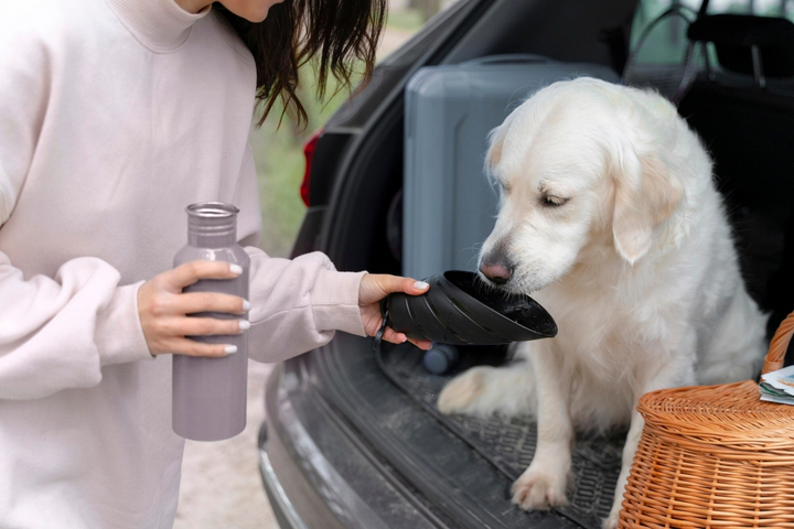 Healthy Feeding Solutions for Everyday Pet Wellness