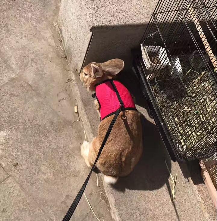 Small Pet Leash For Safe And Comfortable Walking