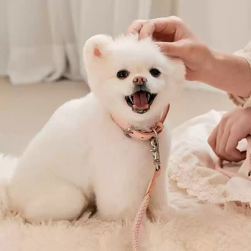 Leather Handheld Pet Collar And Rope Leash For Small And Medium Pets