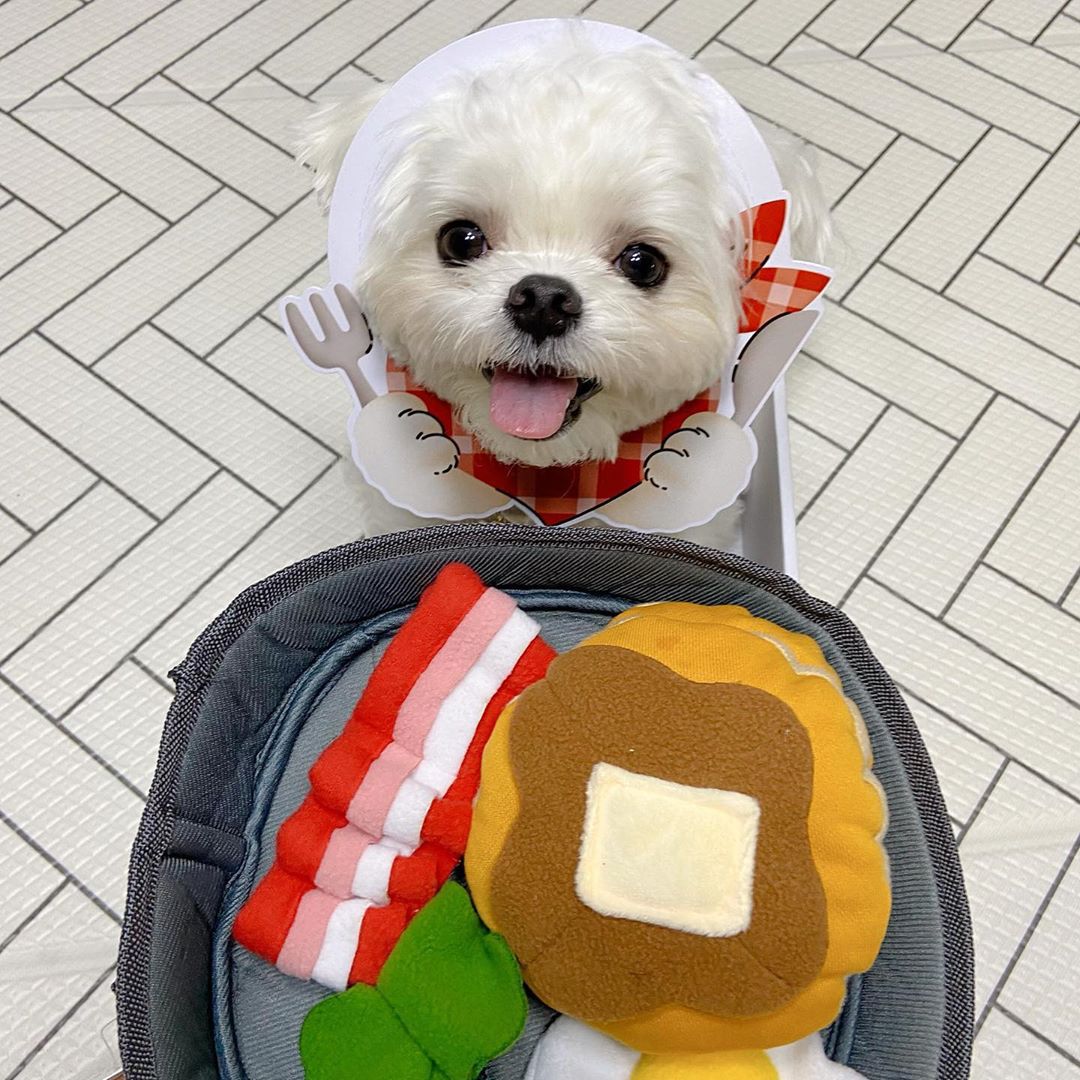 Interactive Pet Hide And Seek Food Puzzle Toy