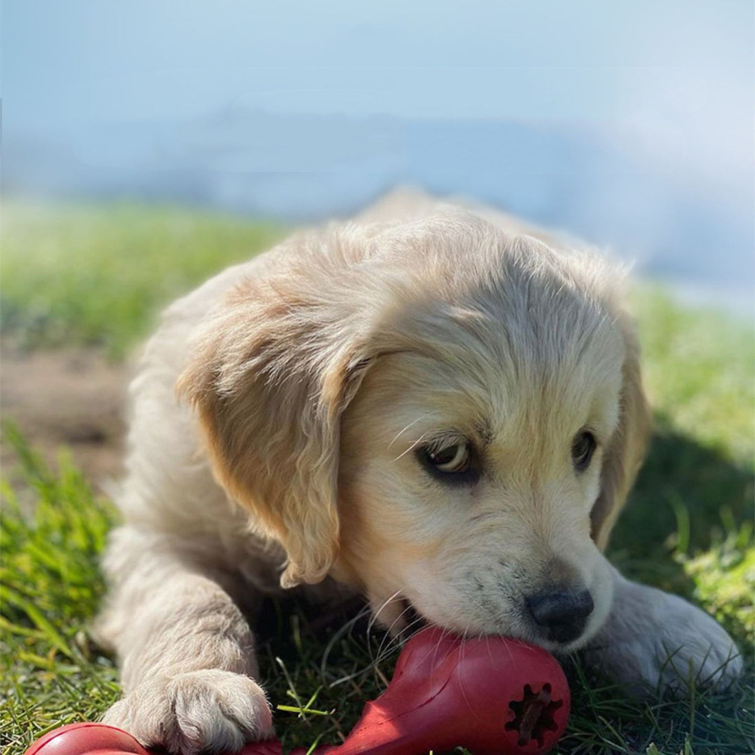 Durable Bite Resistant Rubber Grinding Chew Toy For Pets