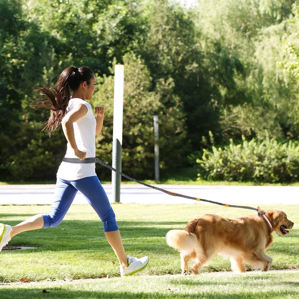 Adjustable Pet Harness And Collar With Jogging Leash
