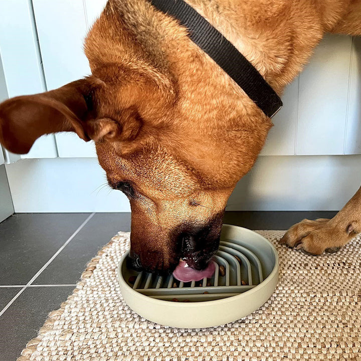 Pet Fashion Slow Feeding Bowl Anti Gulping Food Dish