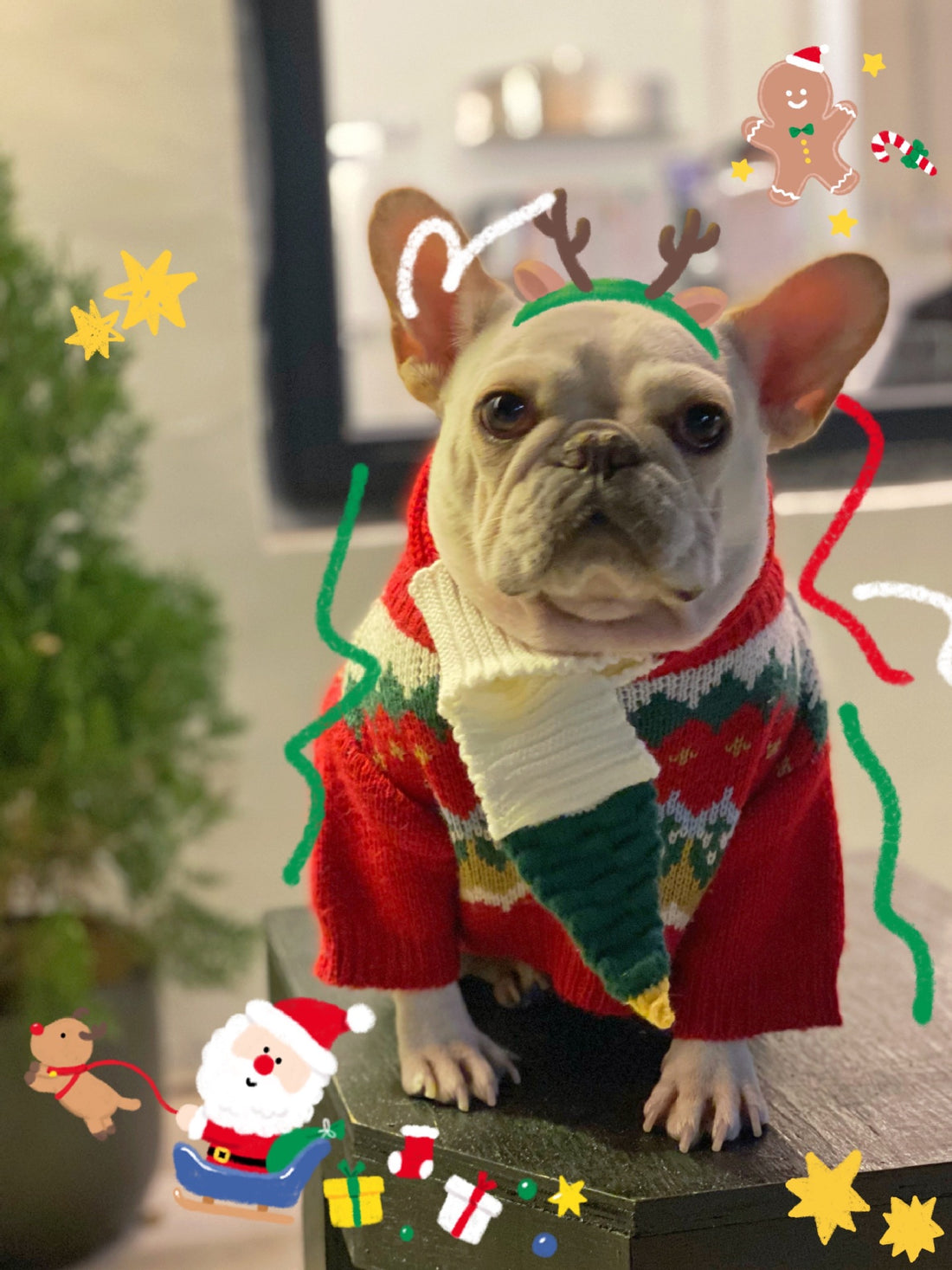 Pet Christmas Sweater Festive Winter Holiday Outfit Clothing